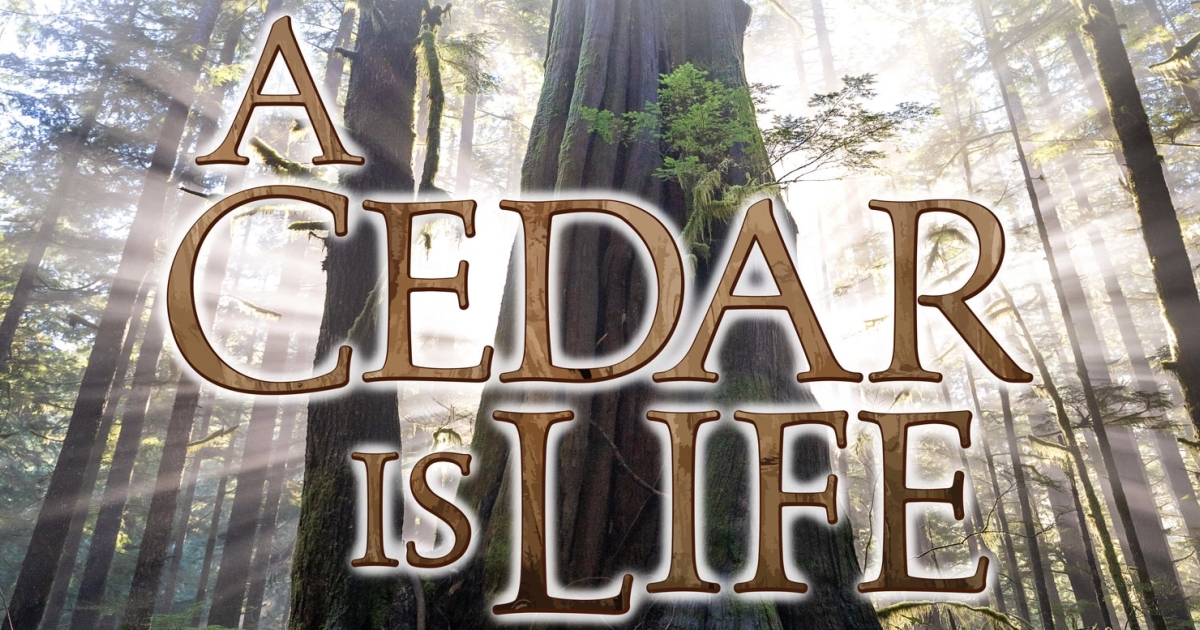 A Cedar Is Life